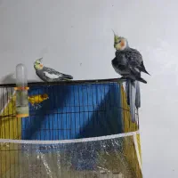 عروس هلندی باقفس|پرنده|شیراز, قلعه نو|دیوار