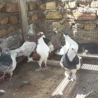 فروش  ۶عددکبوتر