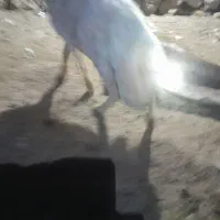 شهرستان دهلران روستایه فرخ آباد