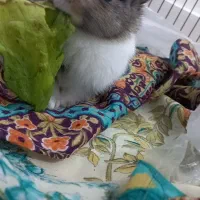 واگذاری خرگوش