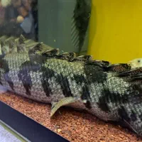 پولی اندیچری.