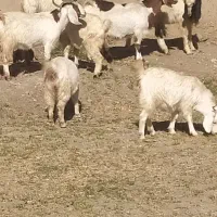 40تا بز با 4تانربز|حیوانات مزرعه|سبزوار, رباط|دیوار