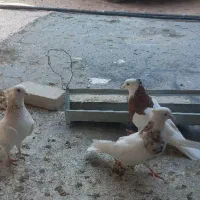 کبوتر|پرنده|دره شهر, |دیوار