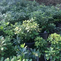 پیتسبروم سطل 7