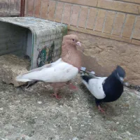 کفتر سینه یهودی طوقی شامی