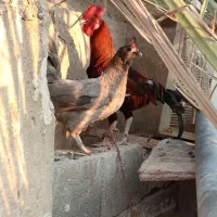 مرغ و خروس محلی