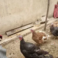 بوقلمون|حیوانات مزرعه|کرج, عظیمیه|دیوار