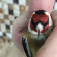 دوتا قناری نر و یک عدد سهره ی گل قفل نر