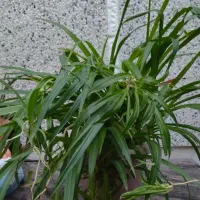 گل فروشی|گل و گیاه طبیعی|لاهیجان, آهندان|دیوار