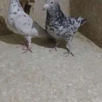 نرماده سرور|پرنده|شیراز, کوشک میدان|دیوار