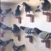 دسته کفتر پرشی جهرم