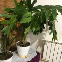 برگ انجیری|گل و گیاه طبیعی|تهران, نظامآباد|دیوار