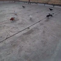 کبوتر|پرنده|میاندوآب, |دیوار