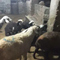 میش بره|حیوانات مزرعه|دورود, |دیوار