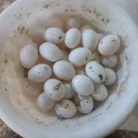 تخم کبوتر
