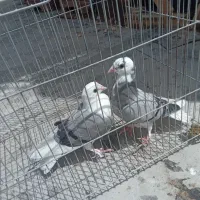 یک جفت مفلق درجه یک بدرنگ و یک مهلقی