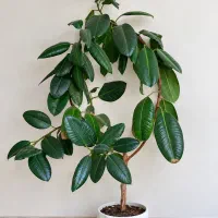 درختچه فیکوس