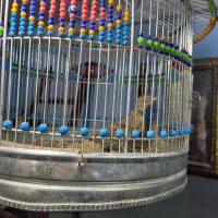 فروش سره خاکی