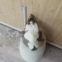 ککلی مایا|پرنده|اردبیل, |دیوار