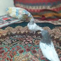 جفت کبوتر کله الماسی|پرنده|سمیرم, |دیوار