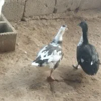 دو اردک یک نر یک ماده      دانه ای 600تومان