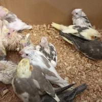 جوجه سرلاکی عروس هلندی