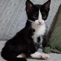 واگذاری گربه مادر با دو بچه اش