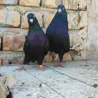 کفتر پرشی مسافتی زینتی|پرنده|قم, بنیاد|دیوار