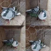 کبوتر پرشی از توی هوا گرفتم