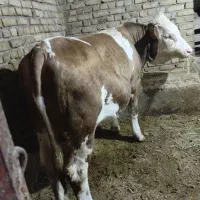 گوساله سیمنتال نر