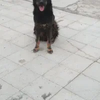 سگ نگهبان|سگ|کرمان, |دیوار