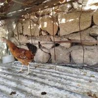 مرغ تخم گذار|حیوانات مزرعه|پلدختر, |دیوار