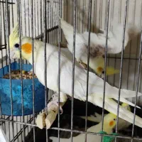 عروس هلندی با جوجه|پرنده|تهران, هاشمی|دیوار