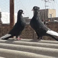 زاغ تیرسفید(زاغ هفت رنگ)،قزوینی|پرنده|قم, کلهری|دیوار