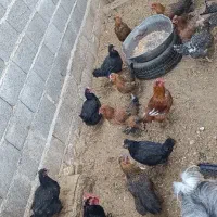 مرغ خودومنی