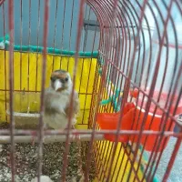 سهره|پرنده|کنگاور, |دیوار