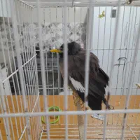 سلام جوجه مینا ۸ماهه بازیگوش|پرنده|تربت جام, مسکن مهر|دیوار