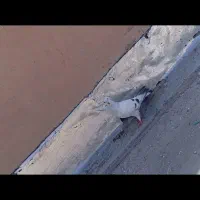 کفتر شامی|پرنده|خوسف, |دیوار