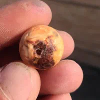 نگین عقیق.مهره ای تسبح قدیمی.کوارتز.یاقوت خام|جواهرات|بوشهر, |دیوار