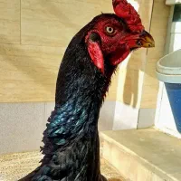 تخم مرغ لاری قصرشیرین