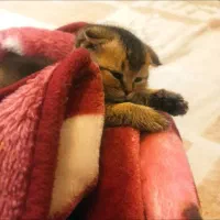 چین چیلا گلد دبل فولد|گربه|تهران, صادقیه|دیوار