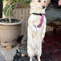 سگ اشپیتز ماده|سگ|یزد, |دیوار