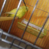 معاوضه مرغ عشق ماده با نر