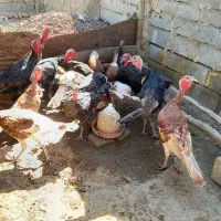 بوقلمون|حیوانات مزرعه|کرمانشاه, |دیوار