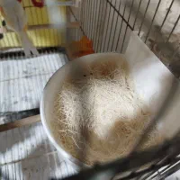 چند جفت قناری اماده|پرنده|میناب, |دیوار