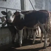 گاو وگوسال|حیوانات مزرعه|تهران, شهرک ولیعصر جنوبی|دیوار