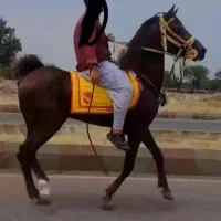 نریان عرب