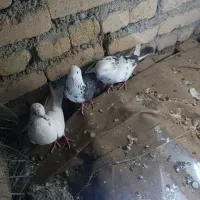 کفتر