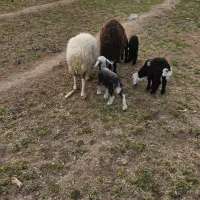 ۴راس میش دوقل