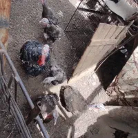 معاوضه بوقلمون با چوری